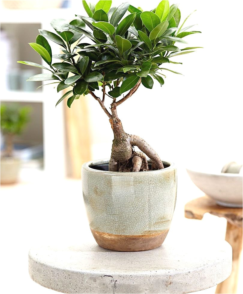 achetez maintenant une plante d interieur bonsa ficus ginseng