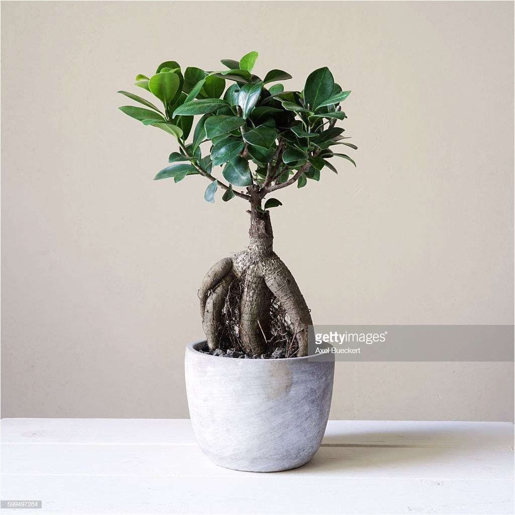 ficus microcarpa ginseng pflege genial 29 pflege ficus ginseng