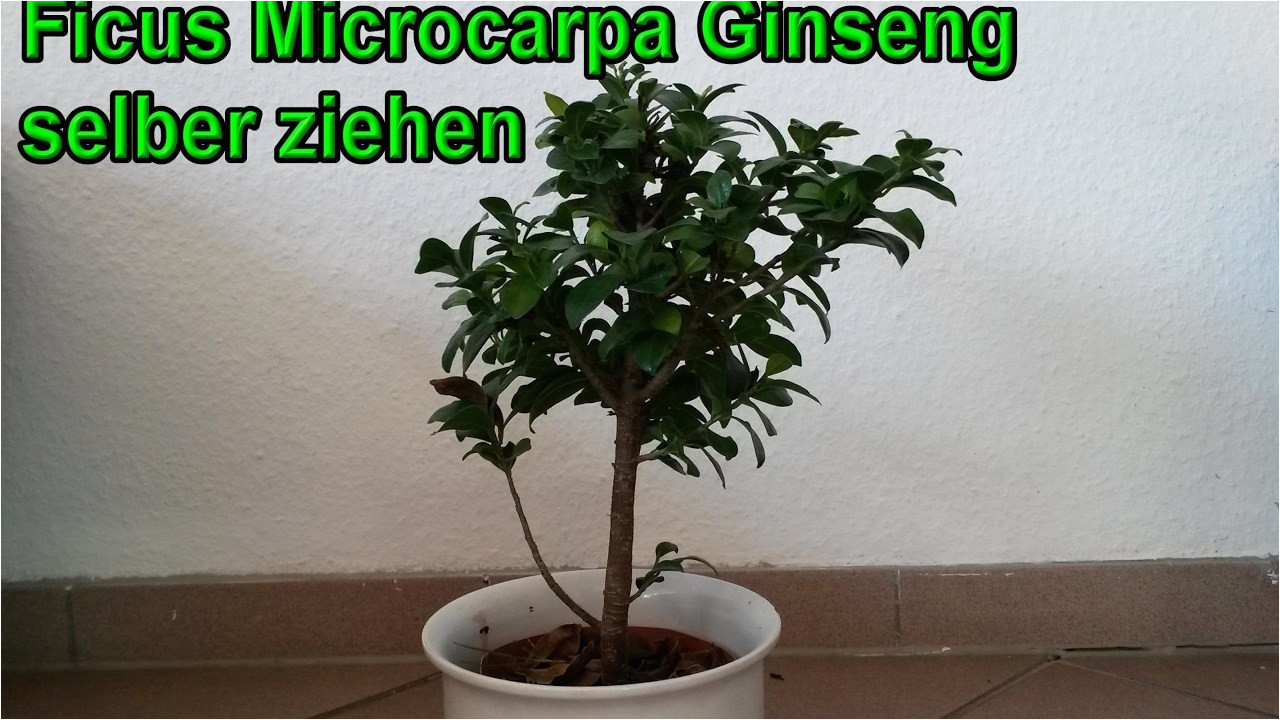 ficus microcarpa ginseng pflege genial 29 pflege ficus ginseng