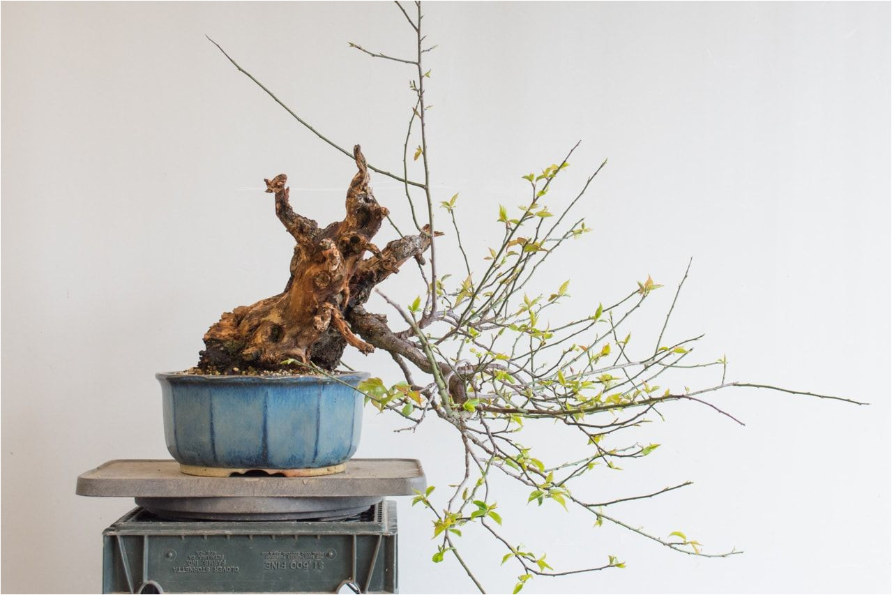 making a big cut on an ume bonsai