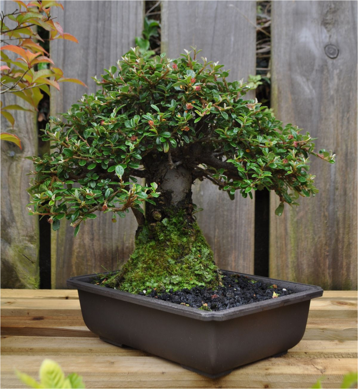 dsc 0262 bonsai eejit ficusbonsaigardens