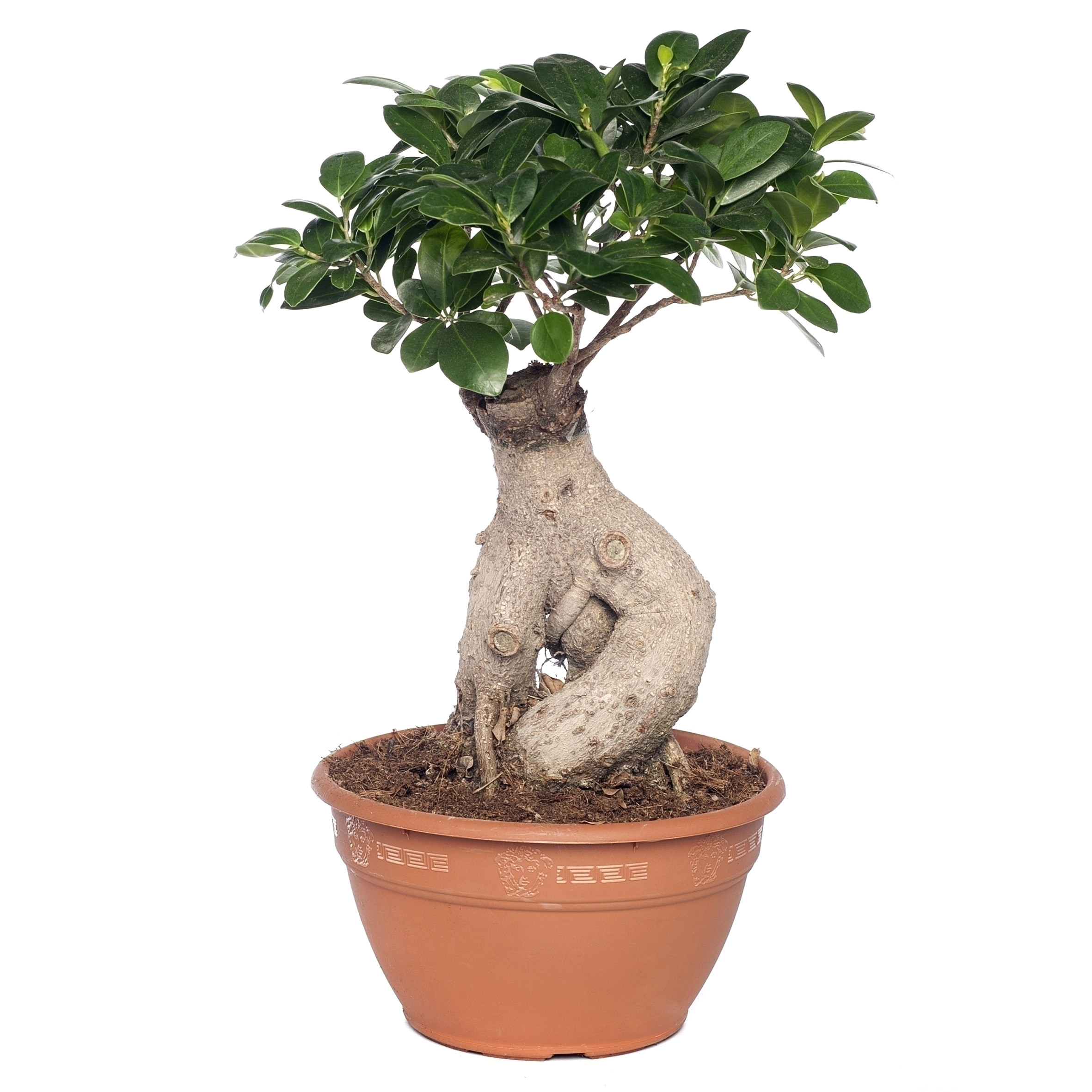 Care Of Ficus Microcarpa Ginseng Ficus Microcarpa Ginseng Pflege Genial 29 Pflege Ficus Ginseng