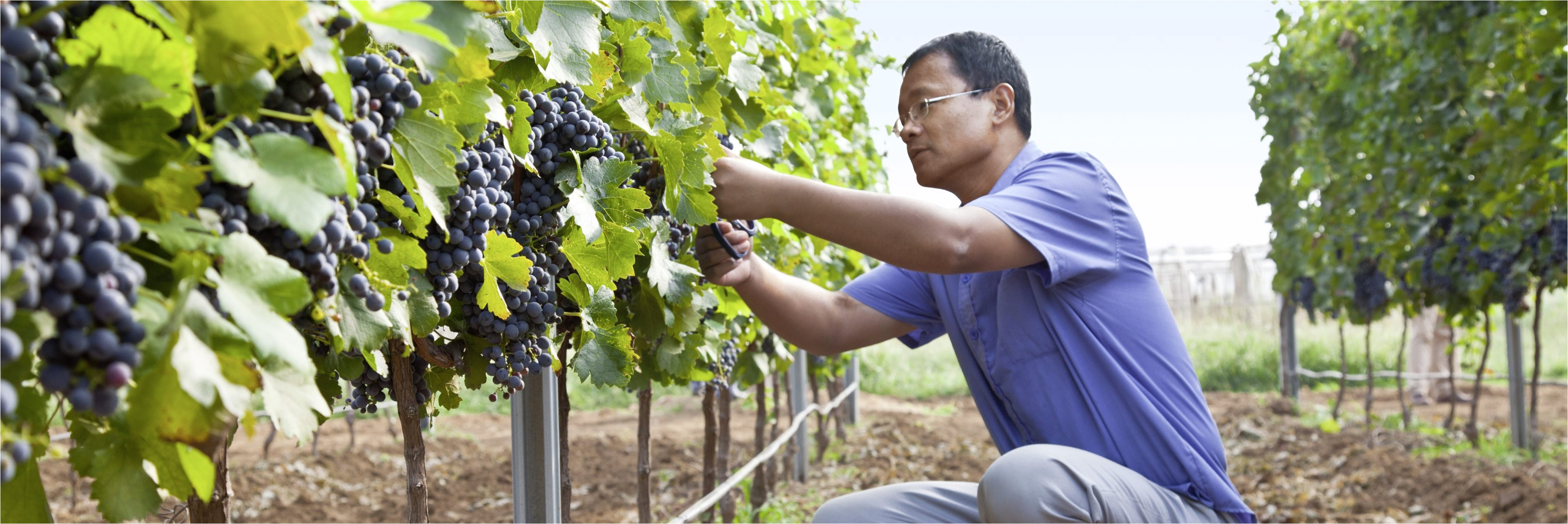 enhancing the winemaking process from the soil to the bottle