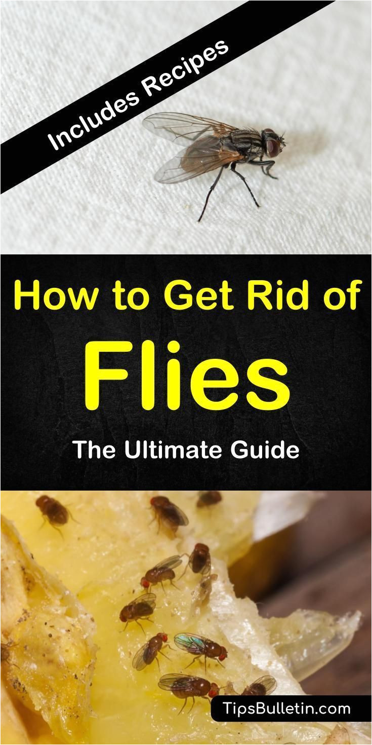 how to get rid of flies the ultimate guide with detailed information on diy fly traps flypaper recipe drain and cluster flies how to get rid of fruit