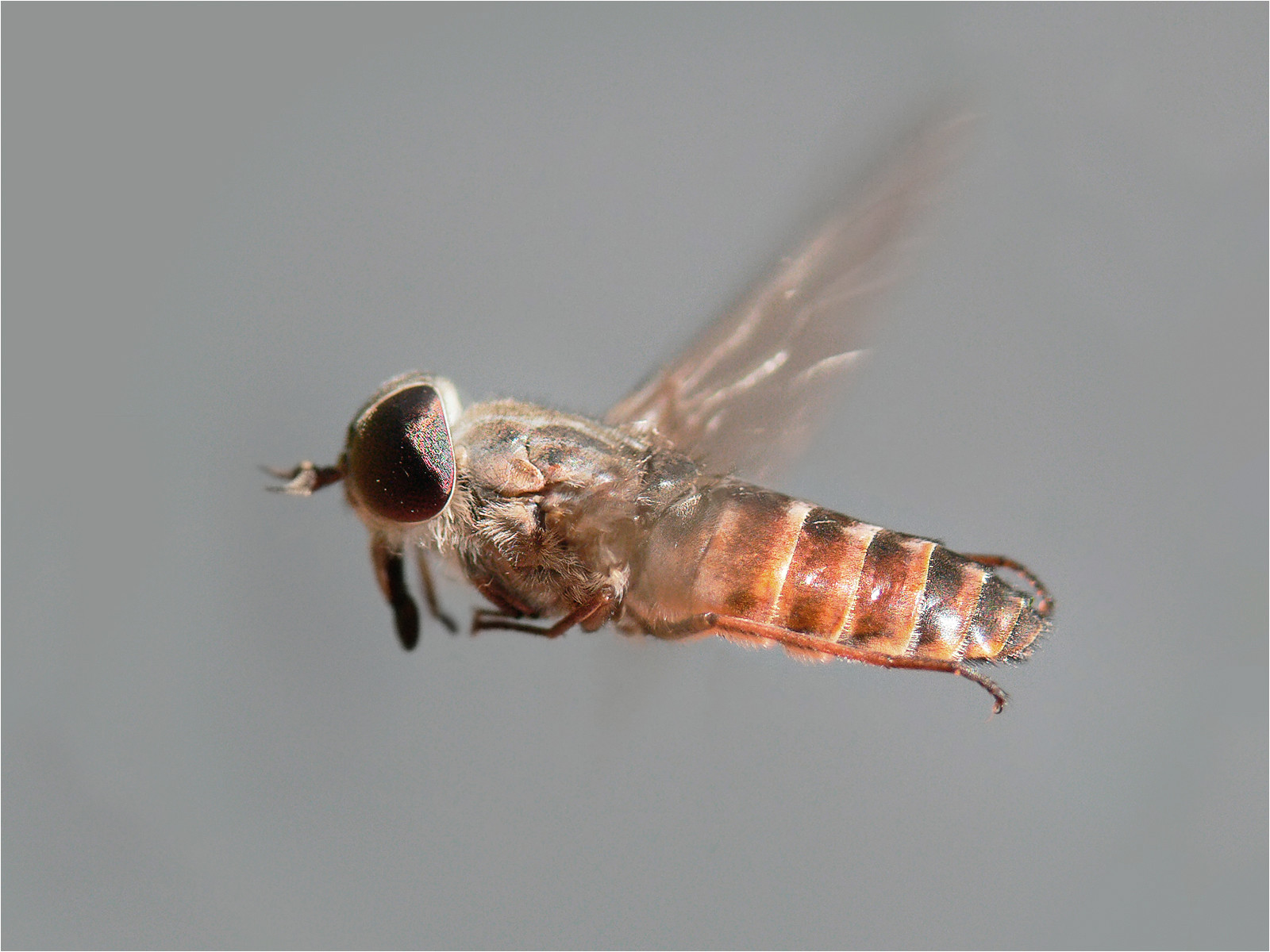 tabanid fly in flight