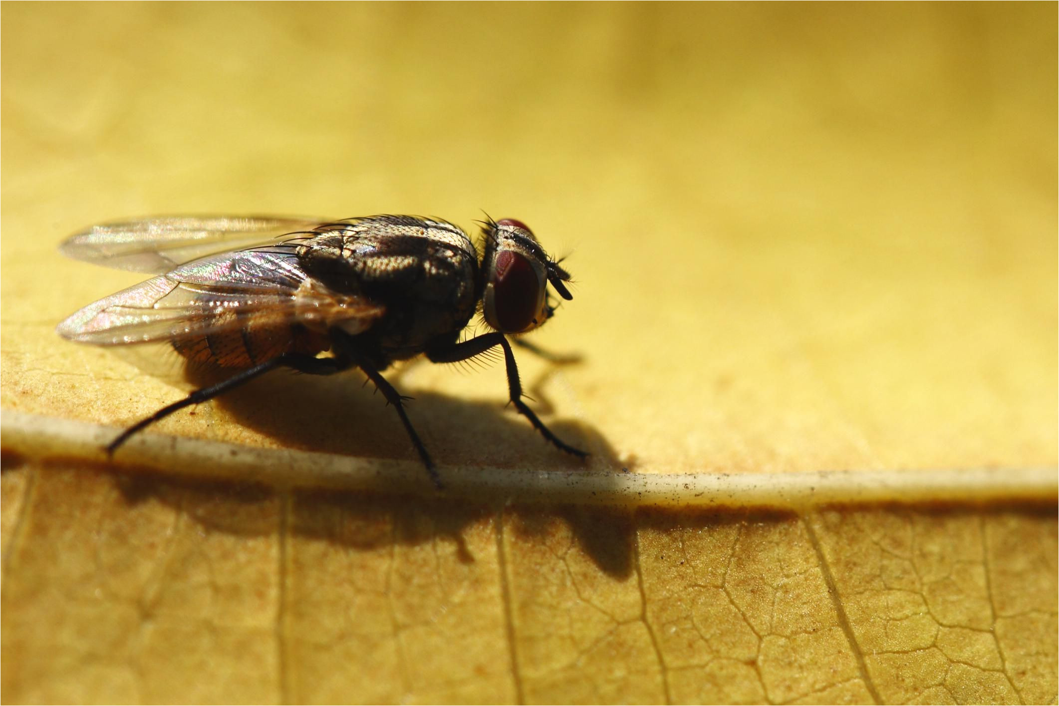 Cluster Fly Traps Homemade How to Get Rid Of A Fly Infestation Outside