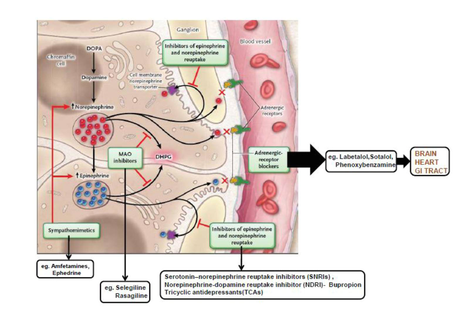 figure 4 mechanisms of pharmacologic interference with catecholamines and metanephrines 235 monoamine