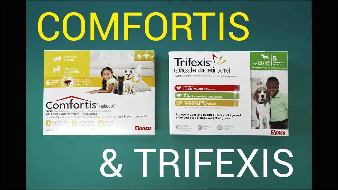 comfortis vs trifexis chewable comparison youtube