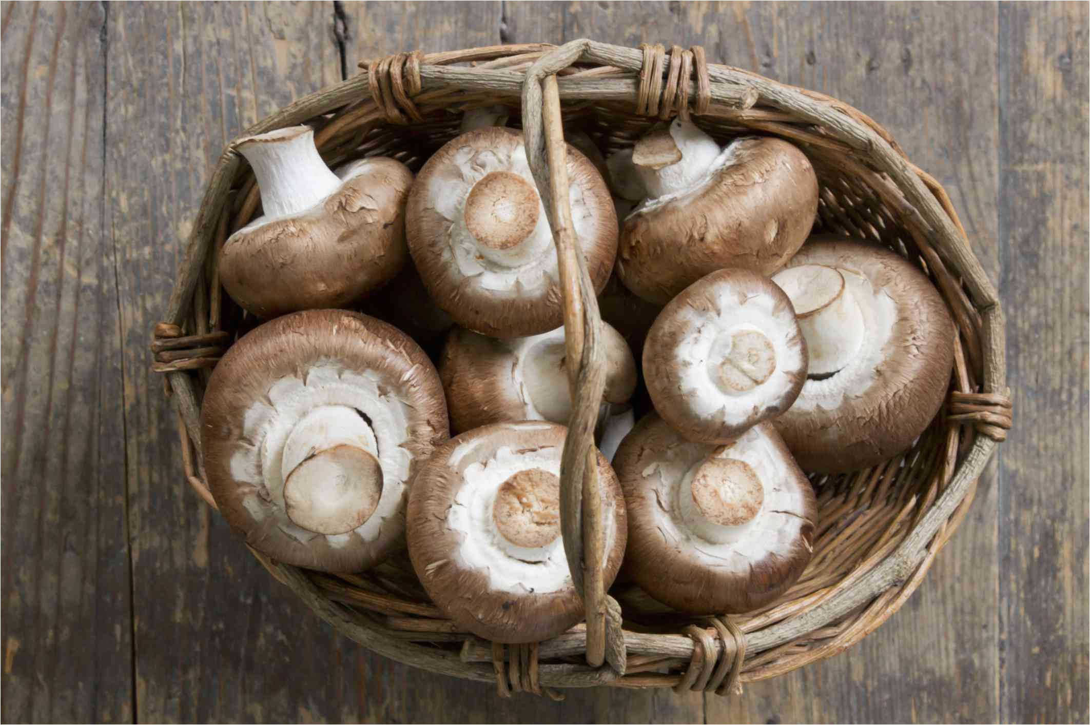 agaricus