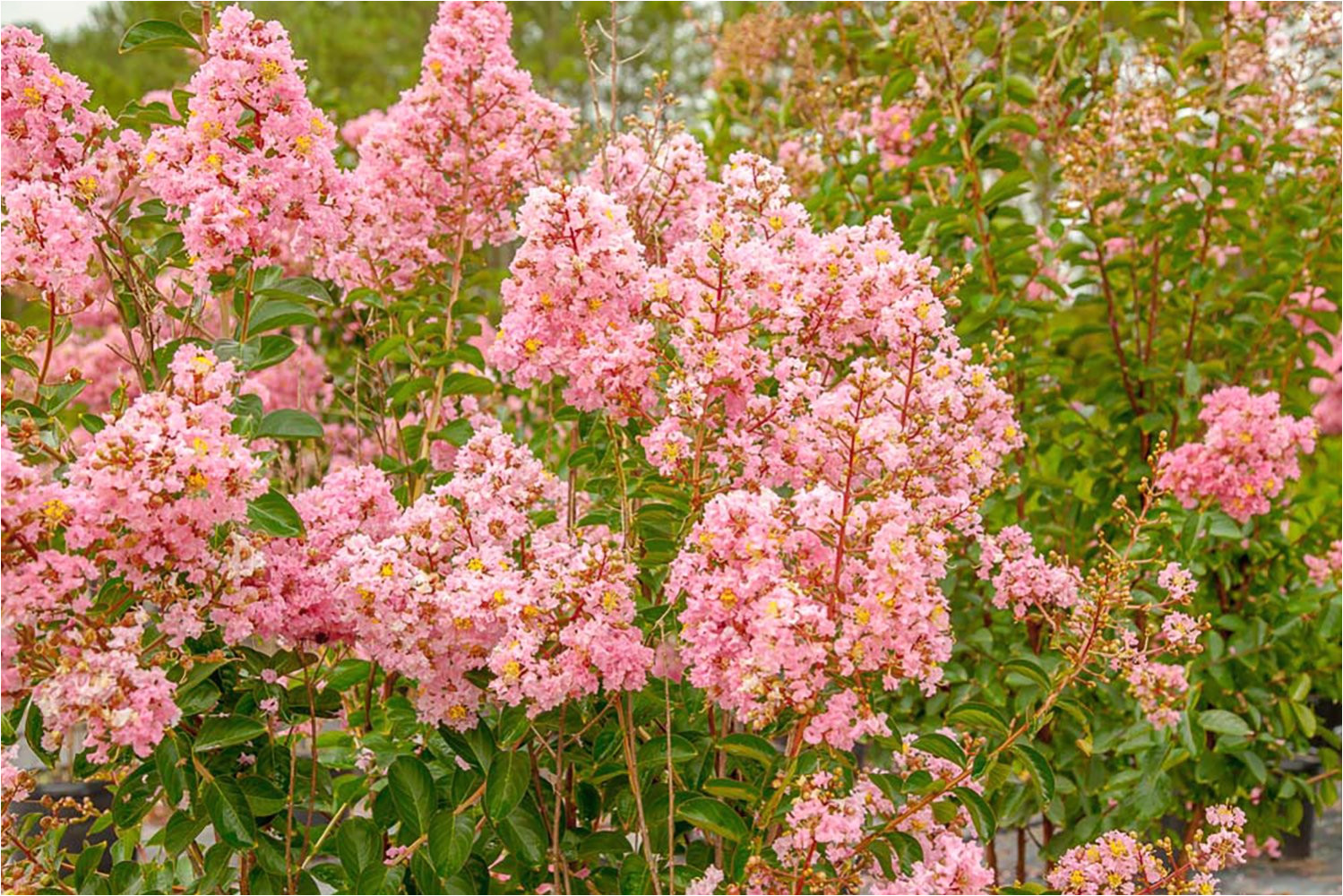 amazon com sioux crape myrtle size 4 5 live plant includes special blend fertilizer planting guide garden outdoor