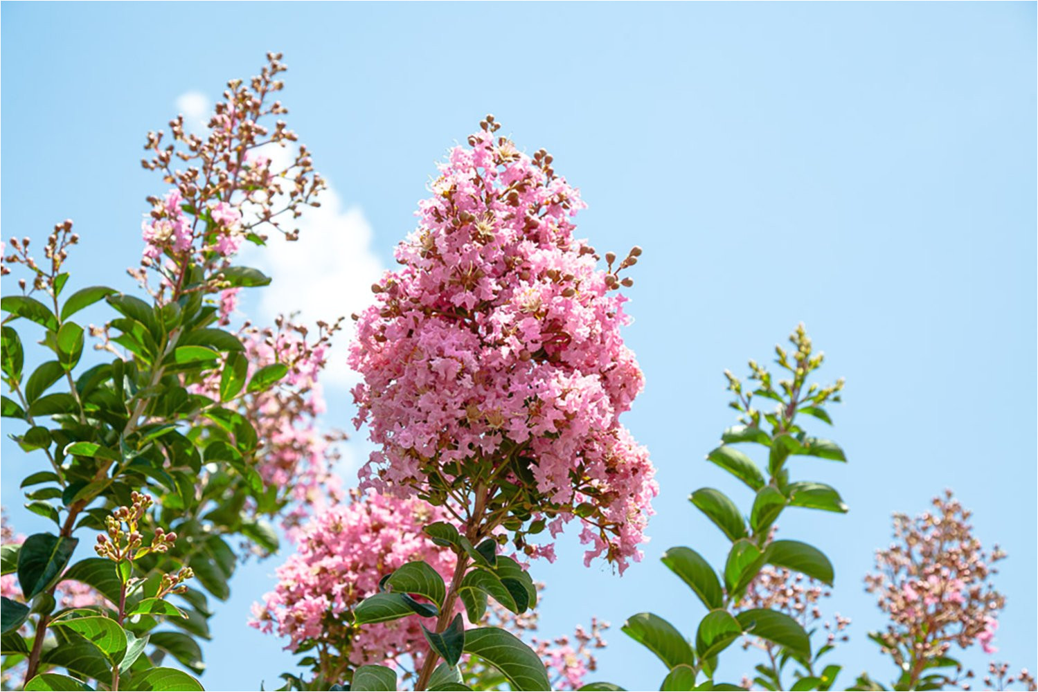 amazon com sioux crape myrtle size 4 5 live plant includes special blend fertilizer planting guide garden outdoor