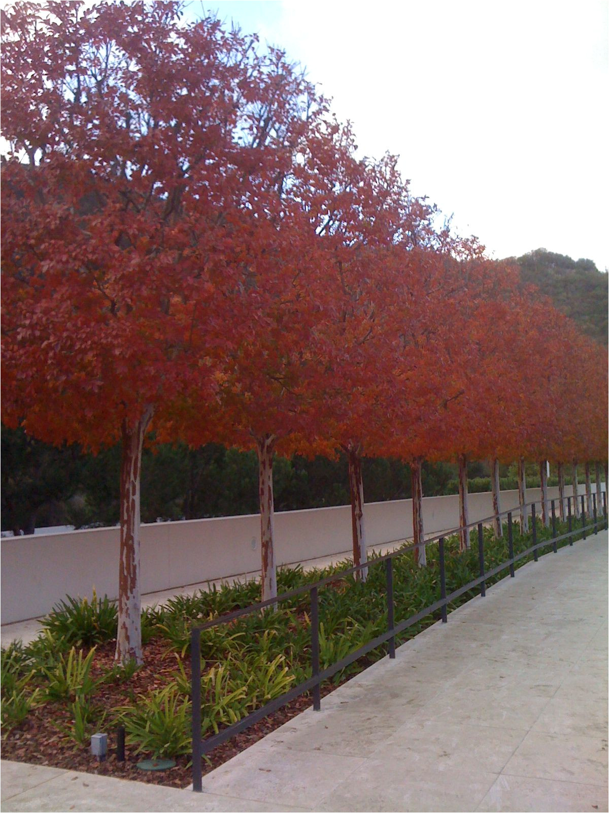 crape myrtle pleaching at the getty center