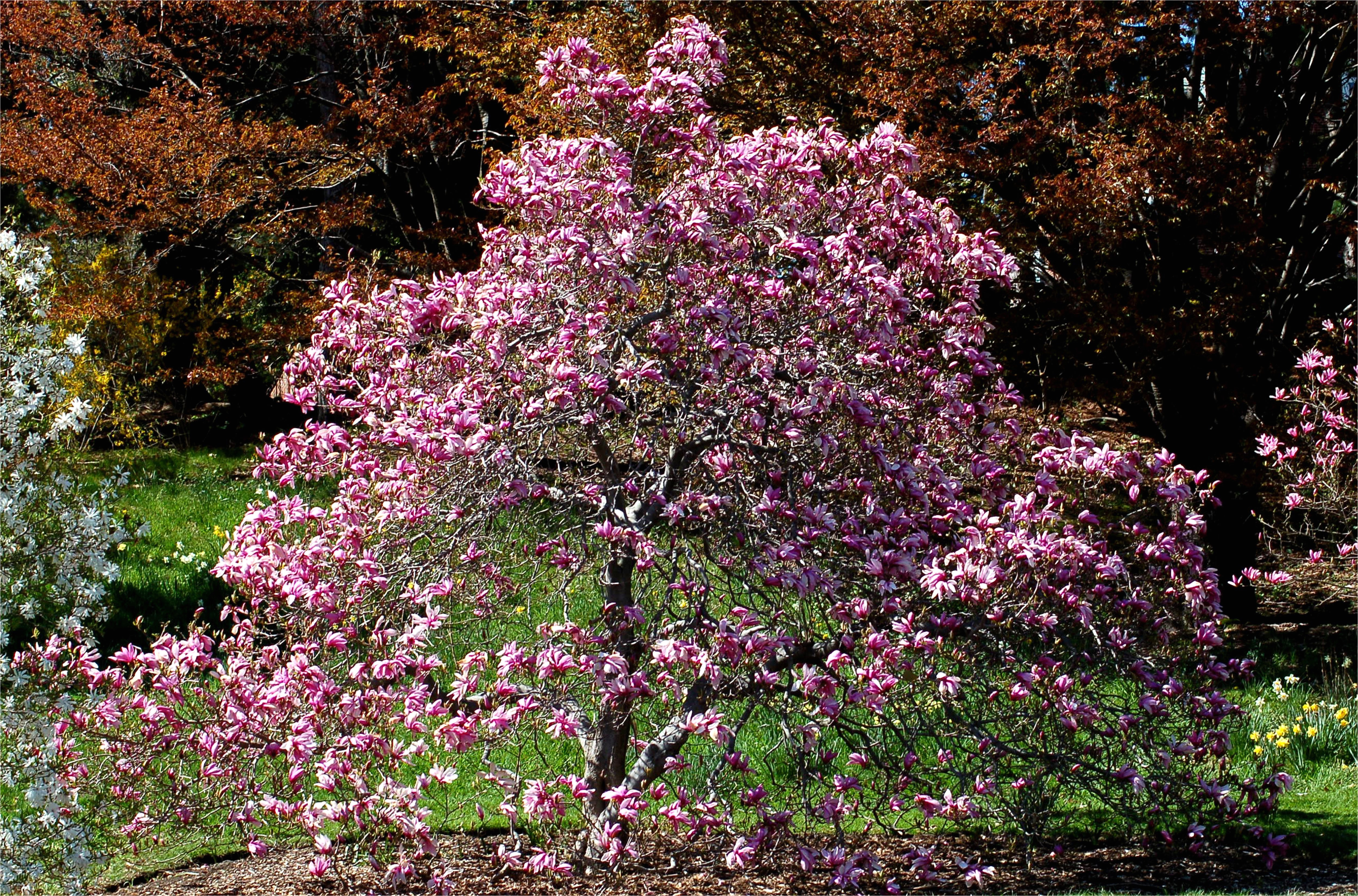 magnolia betty big 584094573df78c02303d8d1e jpg