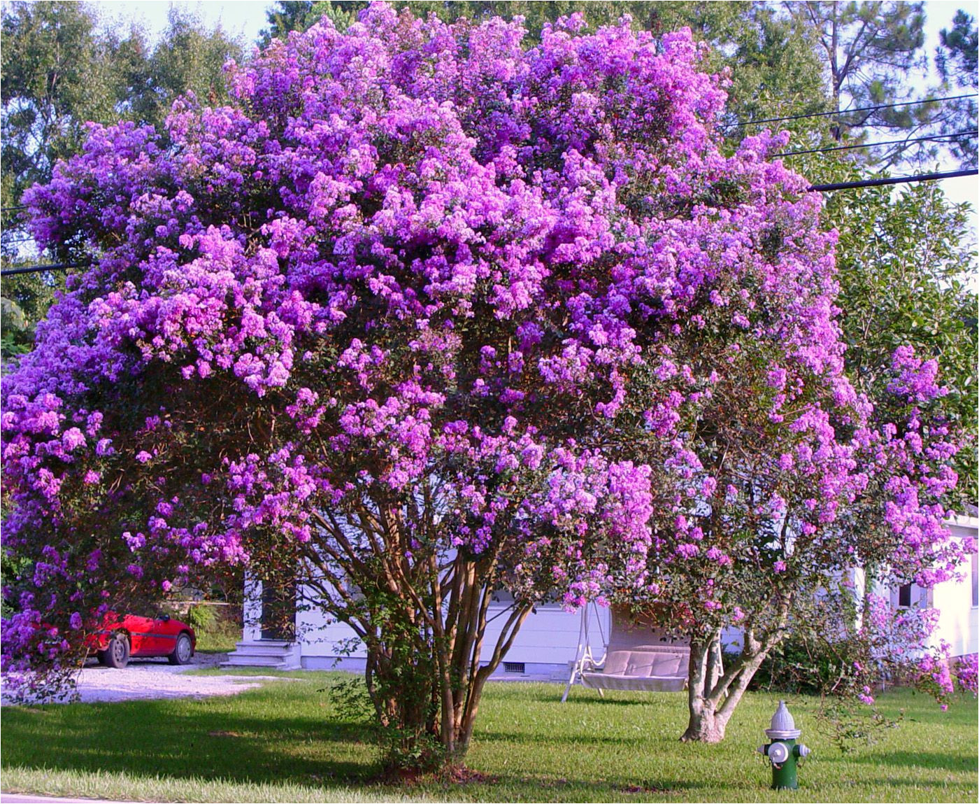 purple crape myrtle