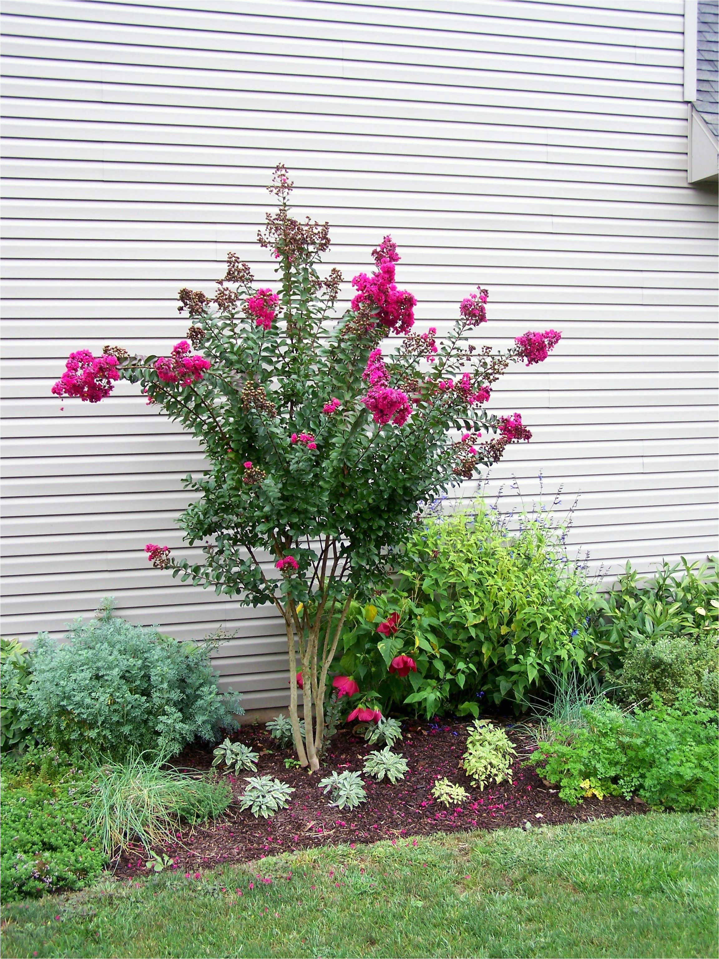 pink velour crape myrtle herb garden green with envy