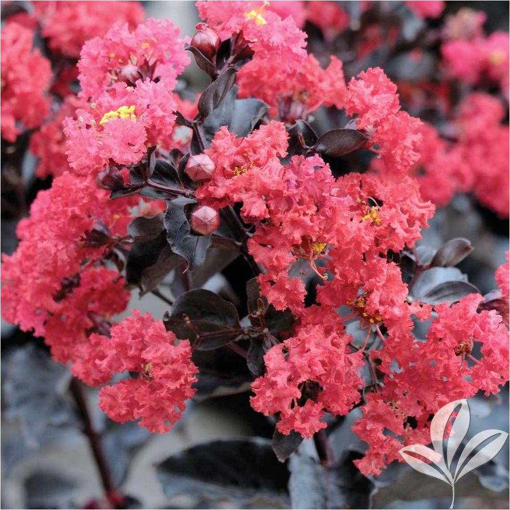 crimson red crape myrtle