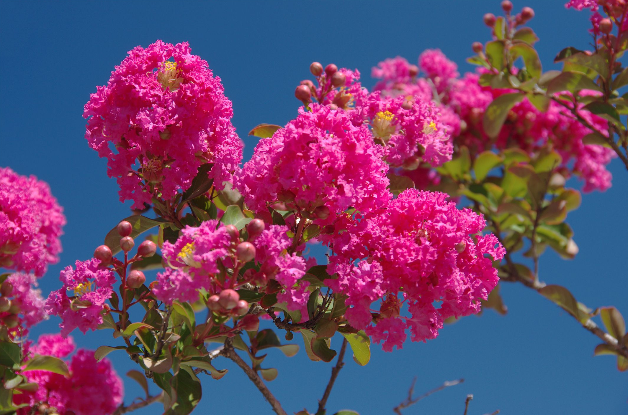 Double Feature Crape Myrtle why Does My Crepe Myrtle Have Brown Leaves