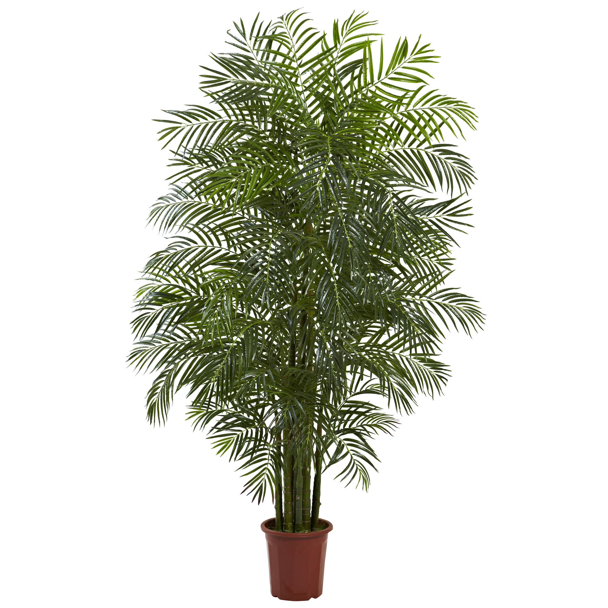 areca palm tree in pot jpg
