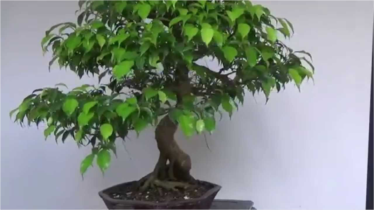 Ficus Microcarpa Bonsai Tree Care Bonsai Evolution Evolution Of A Ficus Benjamina Youtube