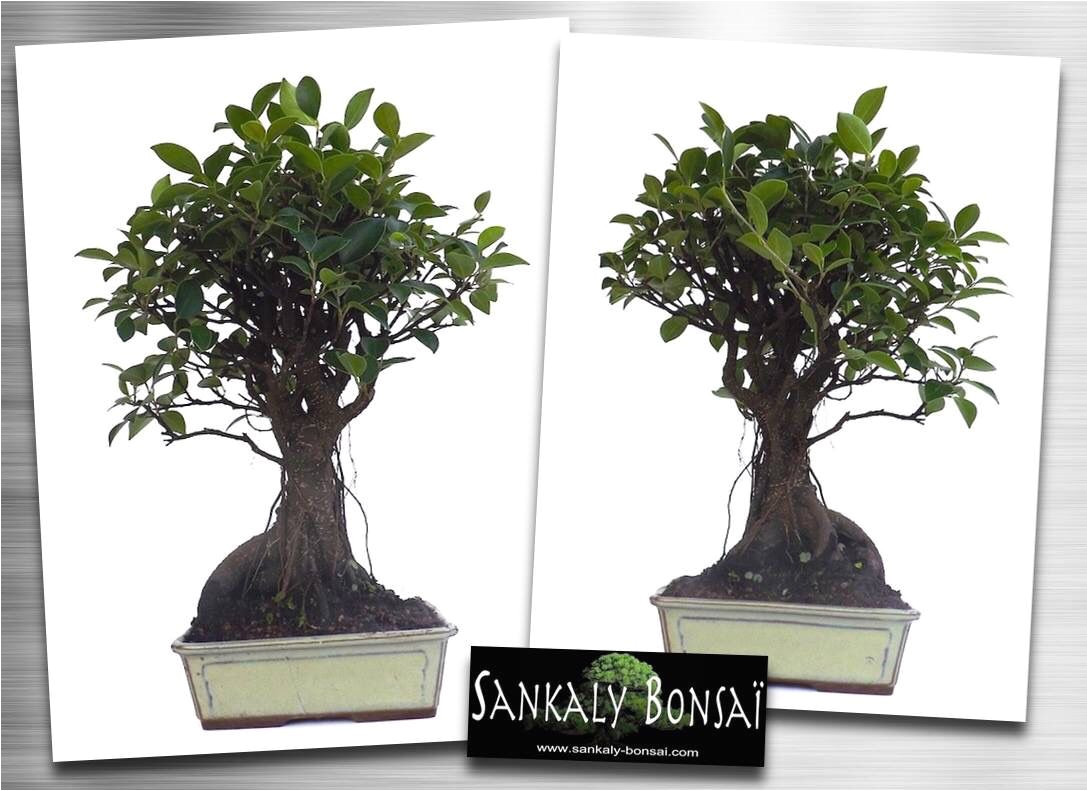 bonsai ficus retusa www sankaly bonsai com