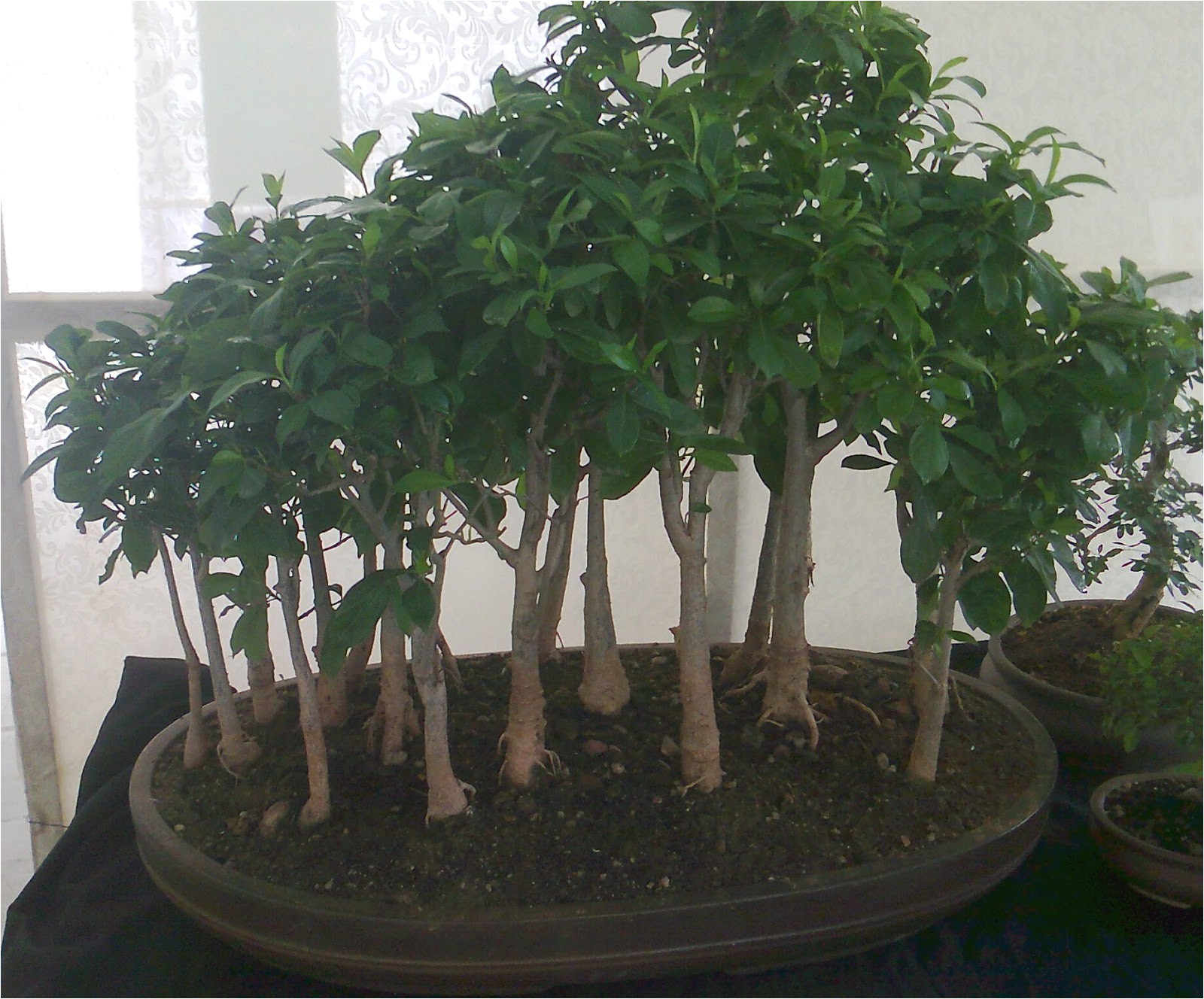 bonsai tree plant bonsai plants care bonsaitree growing