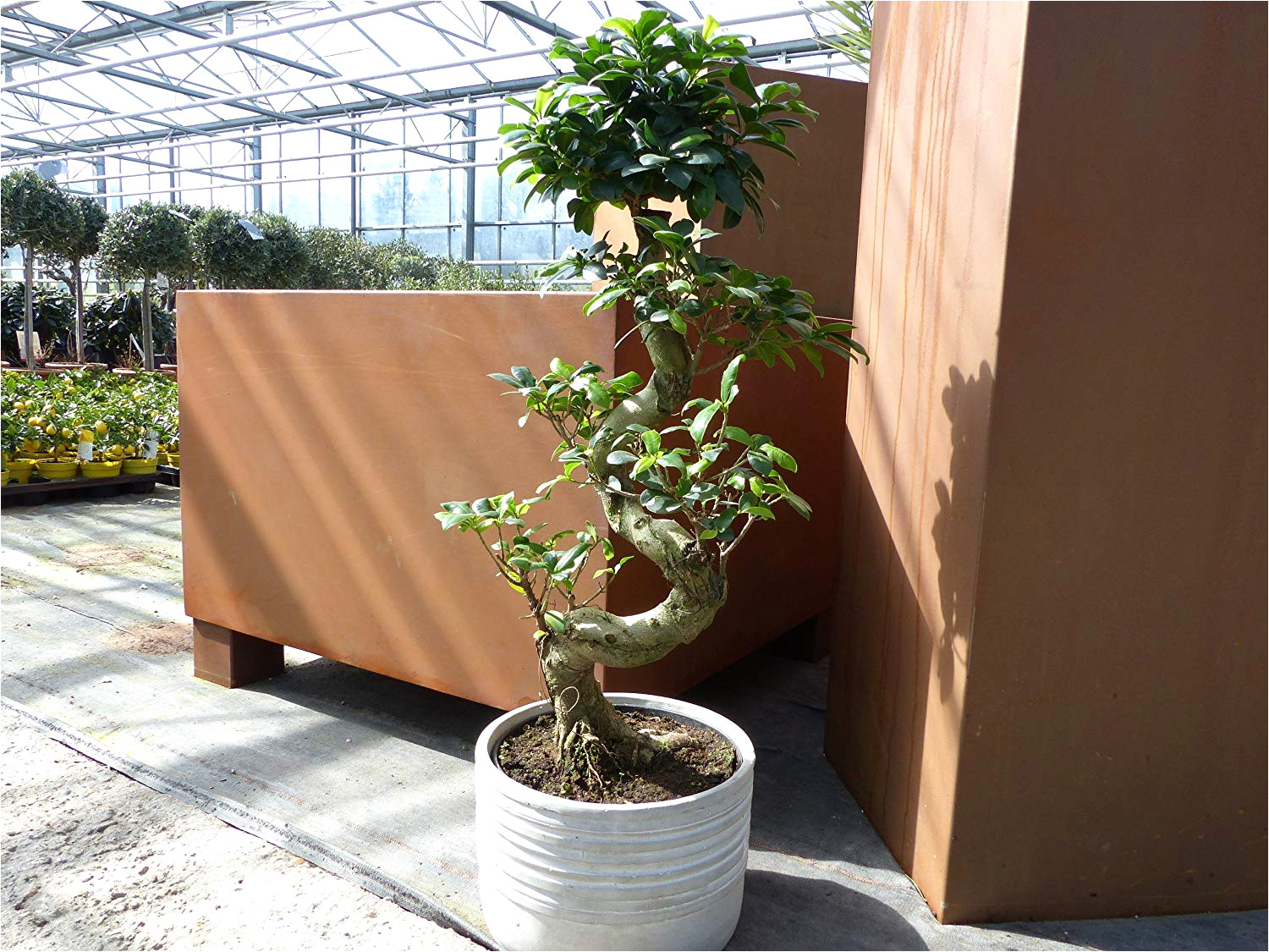 ficus microcarpa ginseng pflege luxus im tontopf bonsai ficus ginseng 70 80 cm zimmer buropflanze