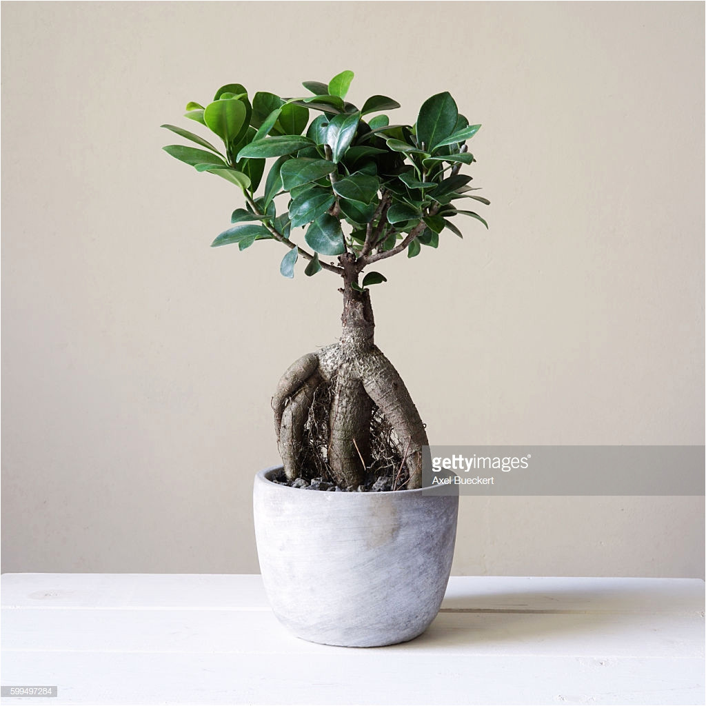 ficus microcarpa ginseng pflege luxus bonsai verzorgen free prebonsai with bonsai verzorgen simple