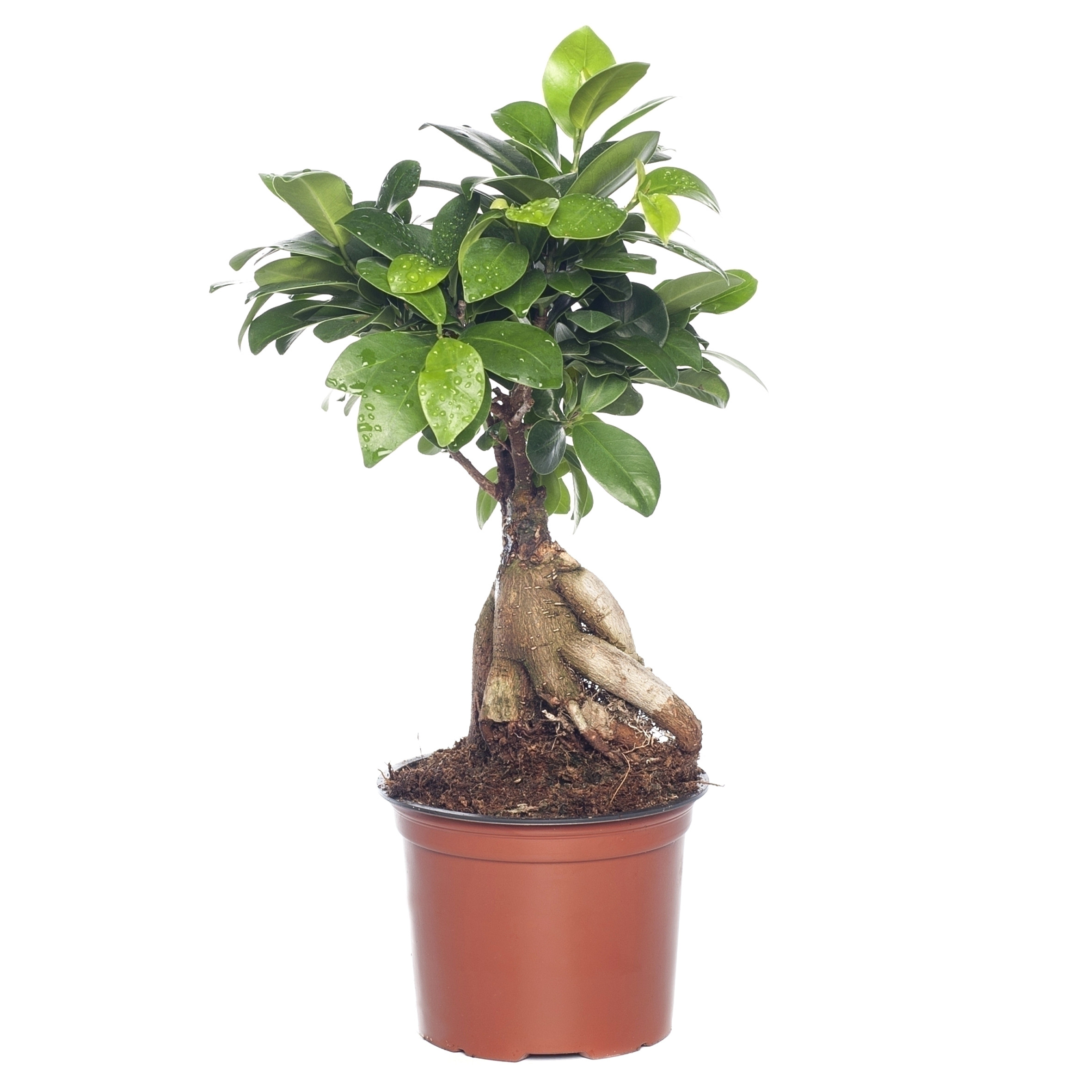 ficus microcarpa ginseng pflege schon bonsai verzorgen podocarpus bonsai with bonsai verzorgen top