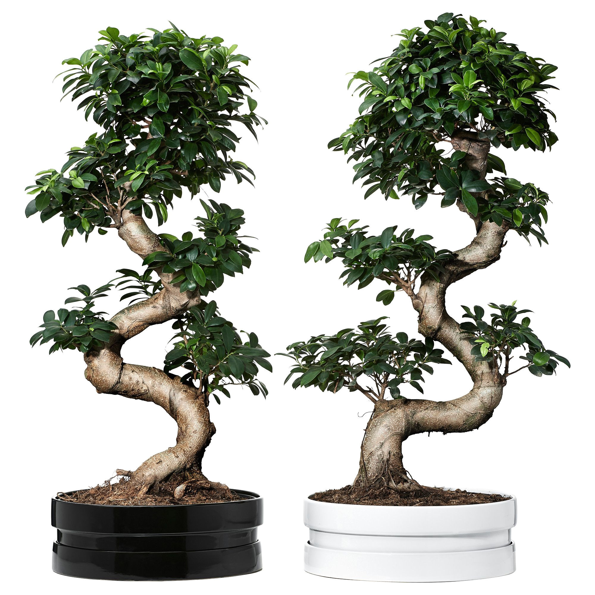 ficus microcarpa ginseng pflanze mit a bertopf ikea