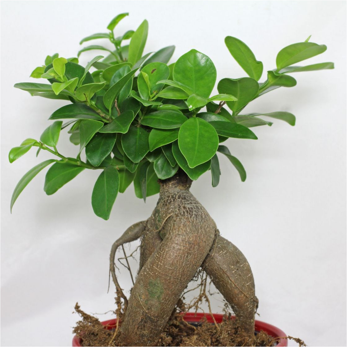 lorbeerfeige ficus ginseng ficus microcarpa for ficus