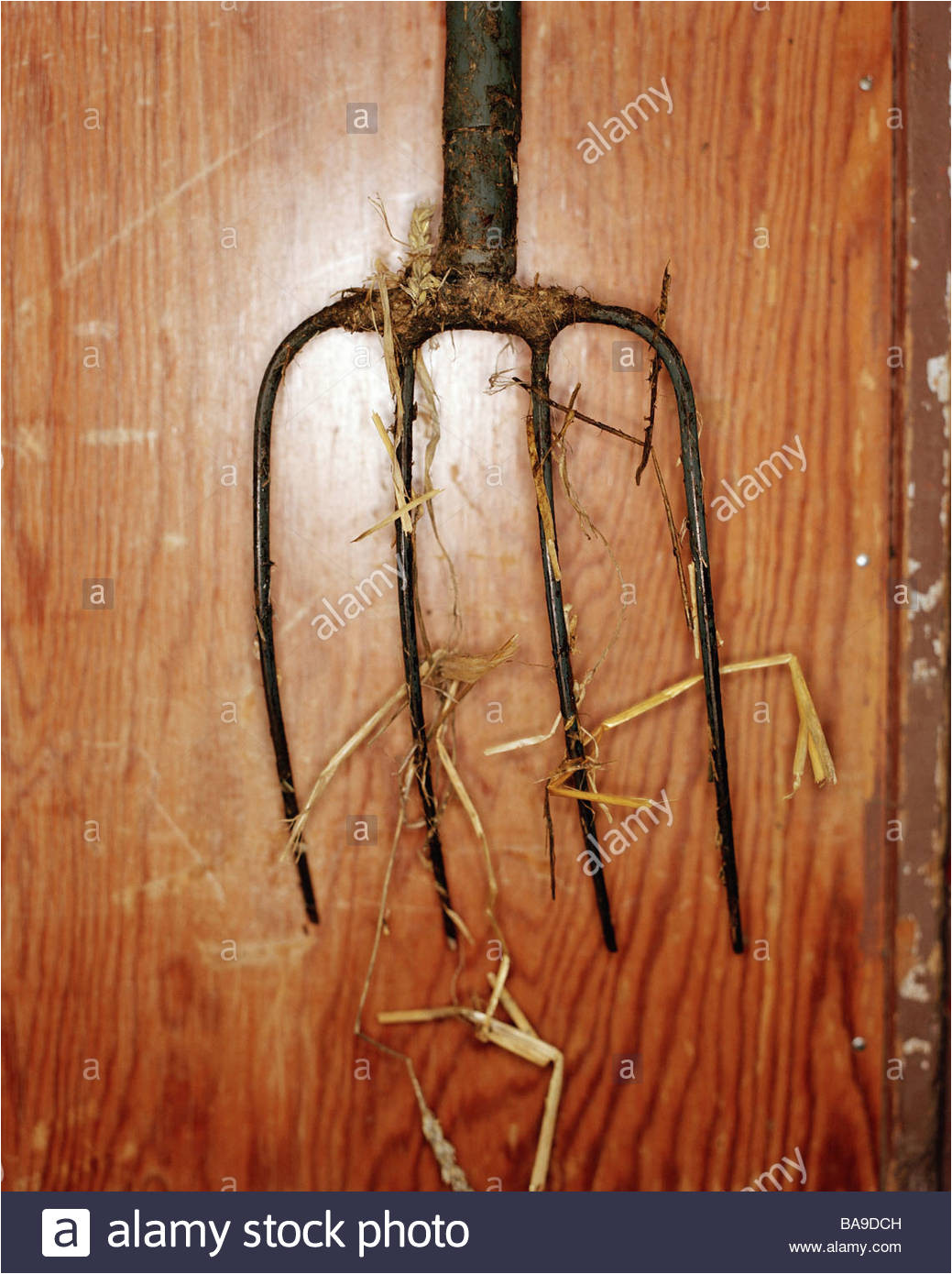 a manure fork close up stock image