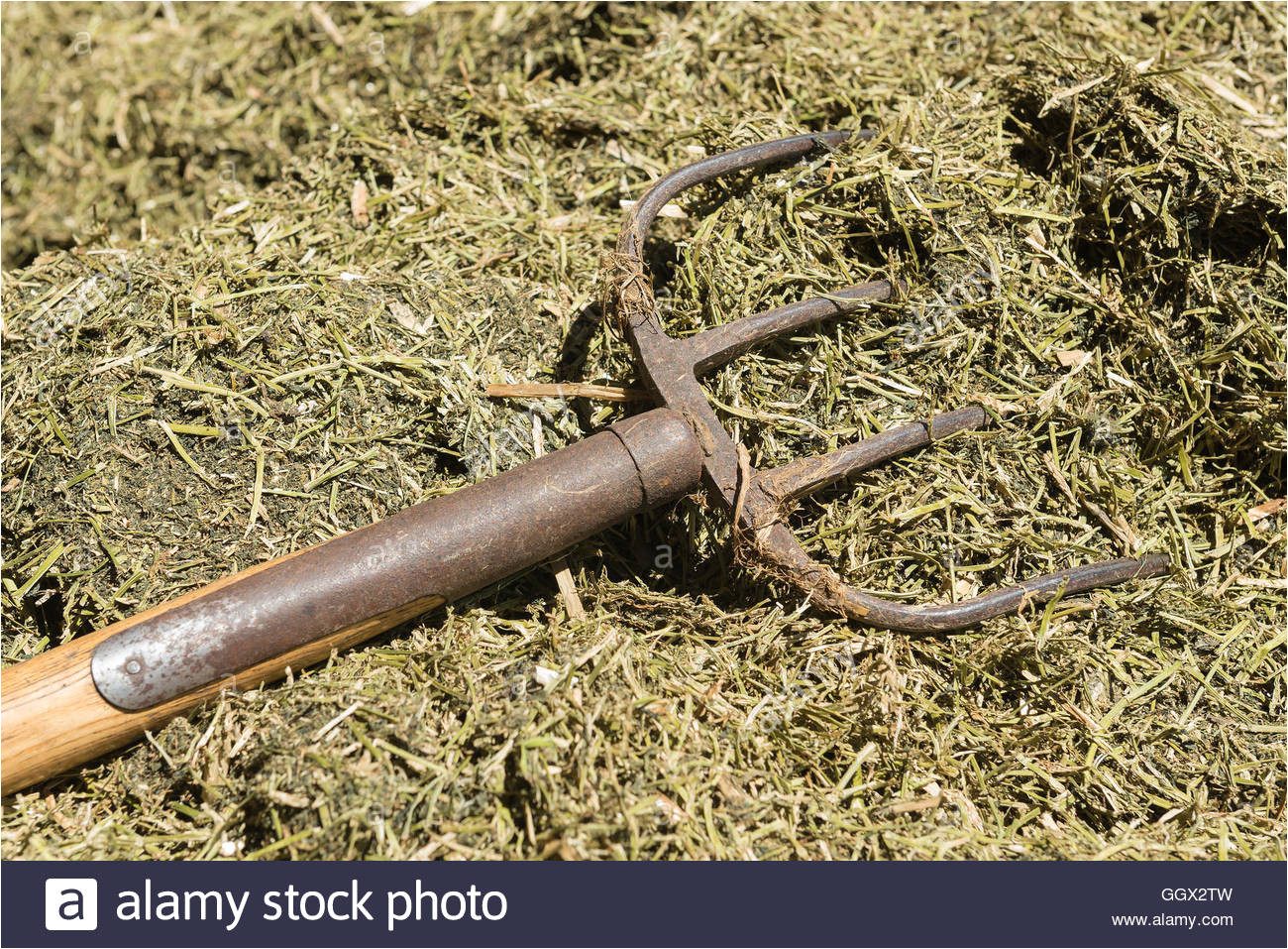traditional manure fork with four teeth for spreading of cattle feed stock image