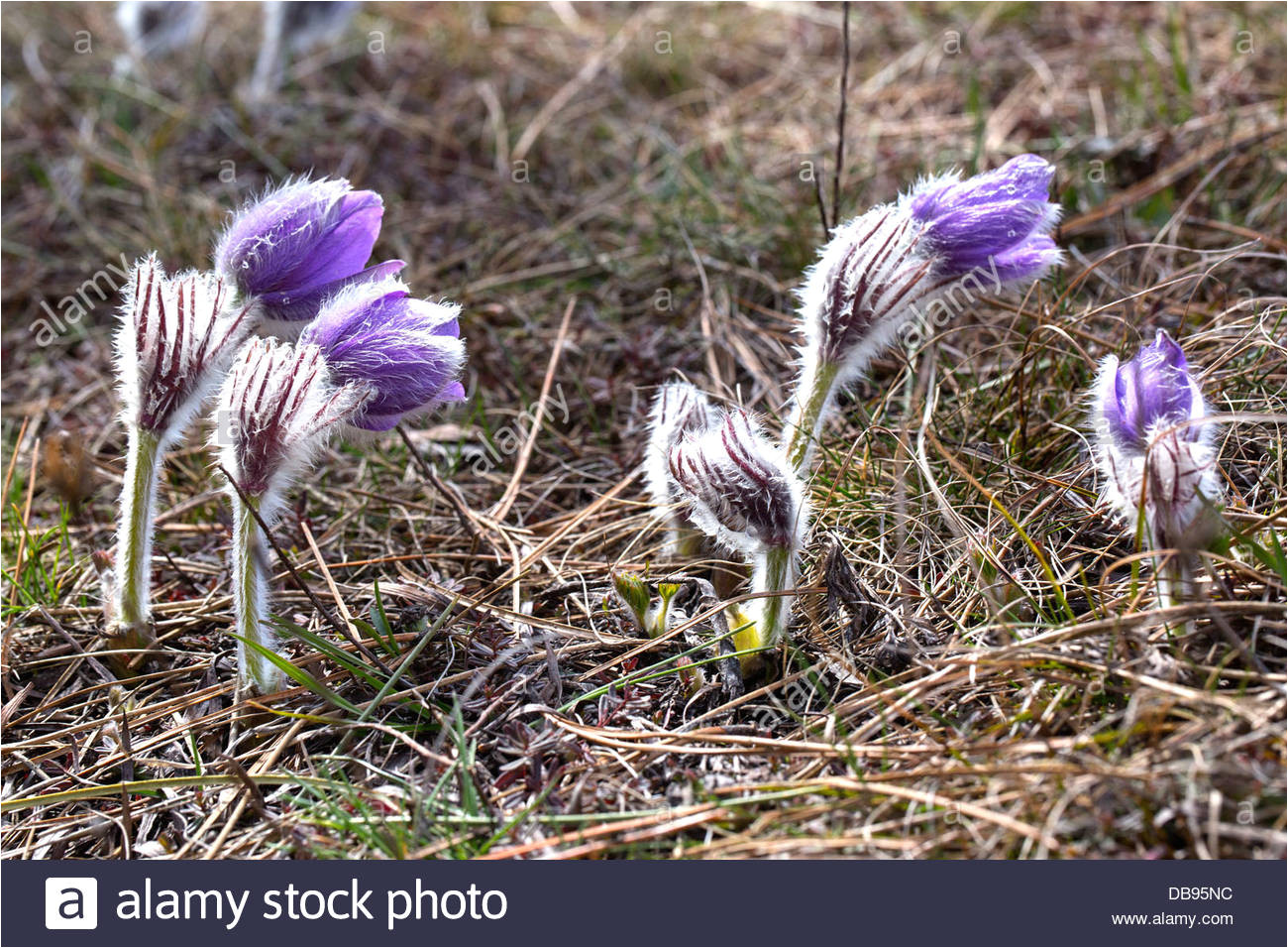 erste blumen bluhen im fruhling in den bergen stockbild