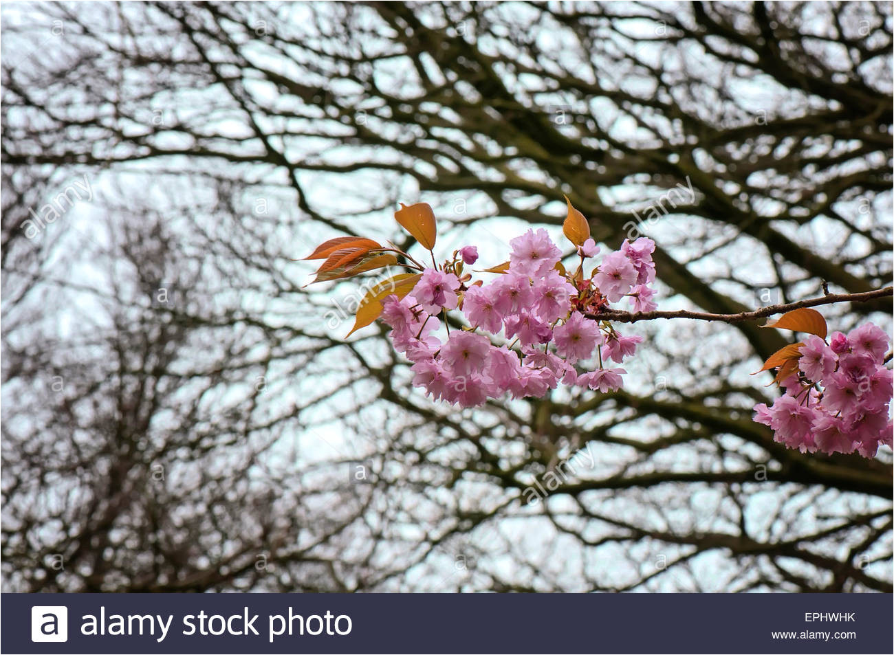 erste blumen bluhen im park stockbild