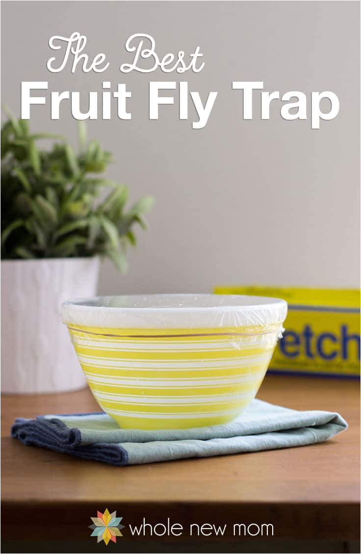 the best diy fruit fly trap are pesky fruit flies driving you batty i