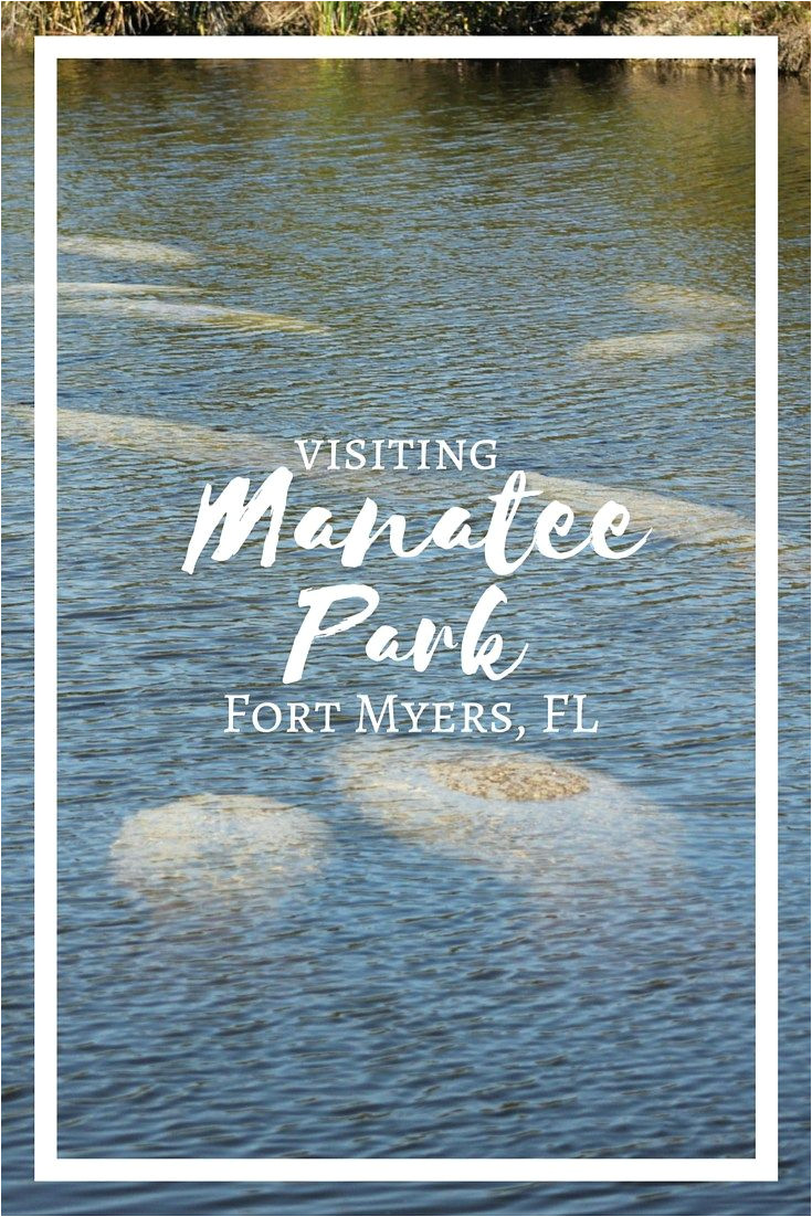 mantee park in fort myers florida is a great place to see manatees in their