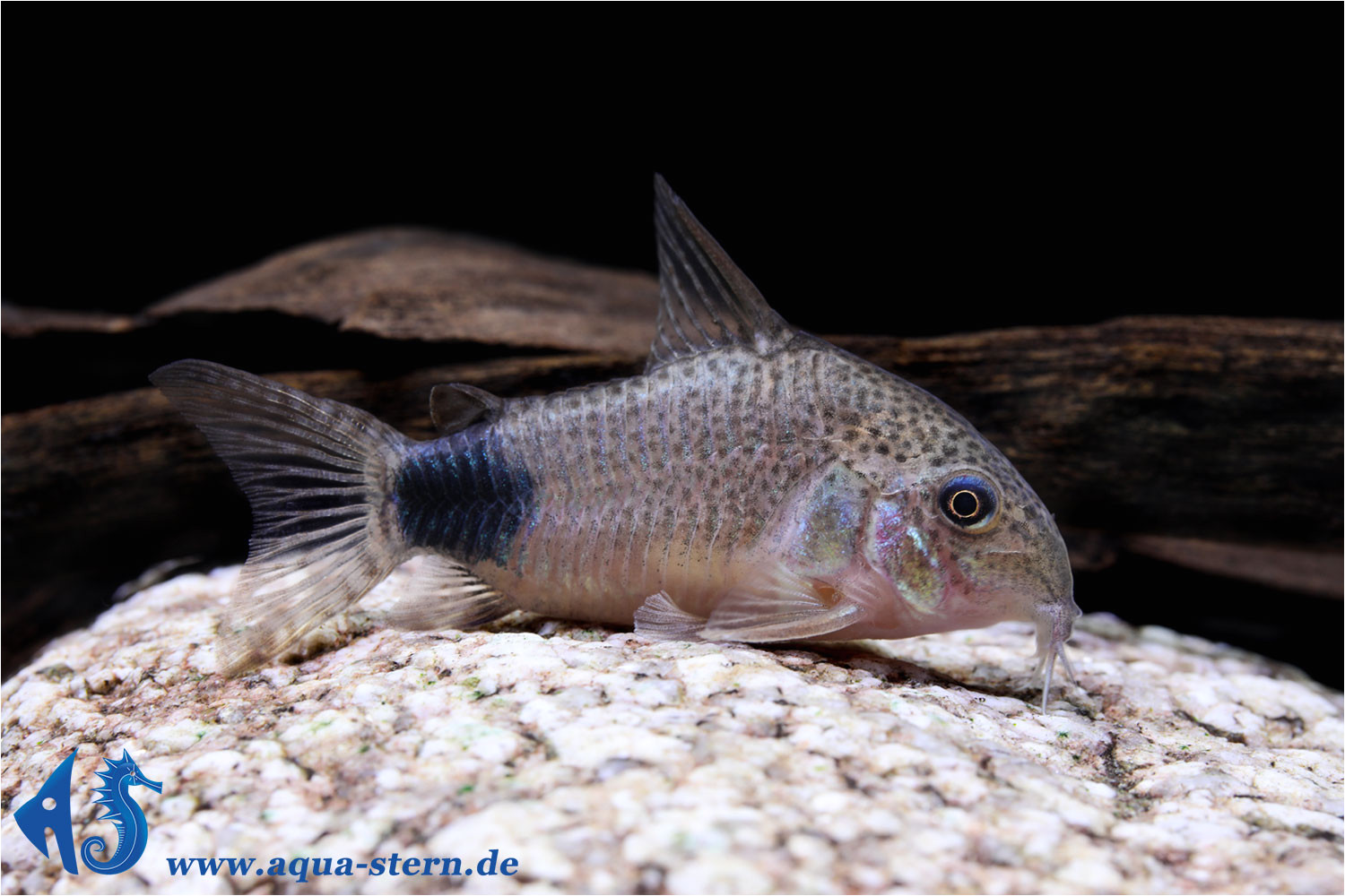 corydoras caudimaculatus 2 jpg