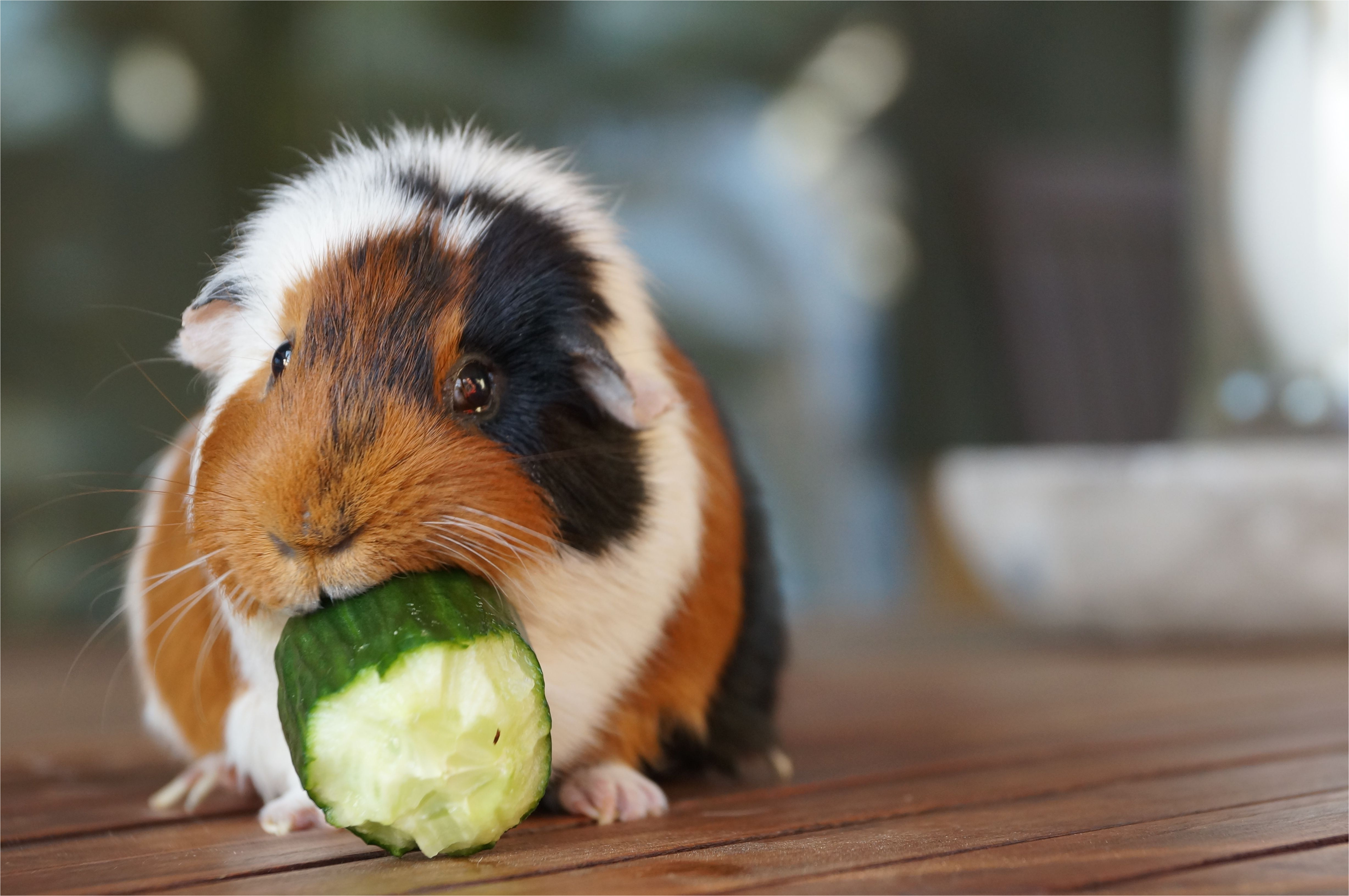 close up of guinea pig eating cucumber on floorboard 675608313 59fb3a8489eacc00377dfc8f jpg