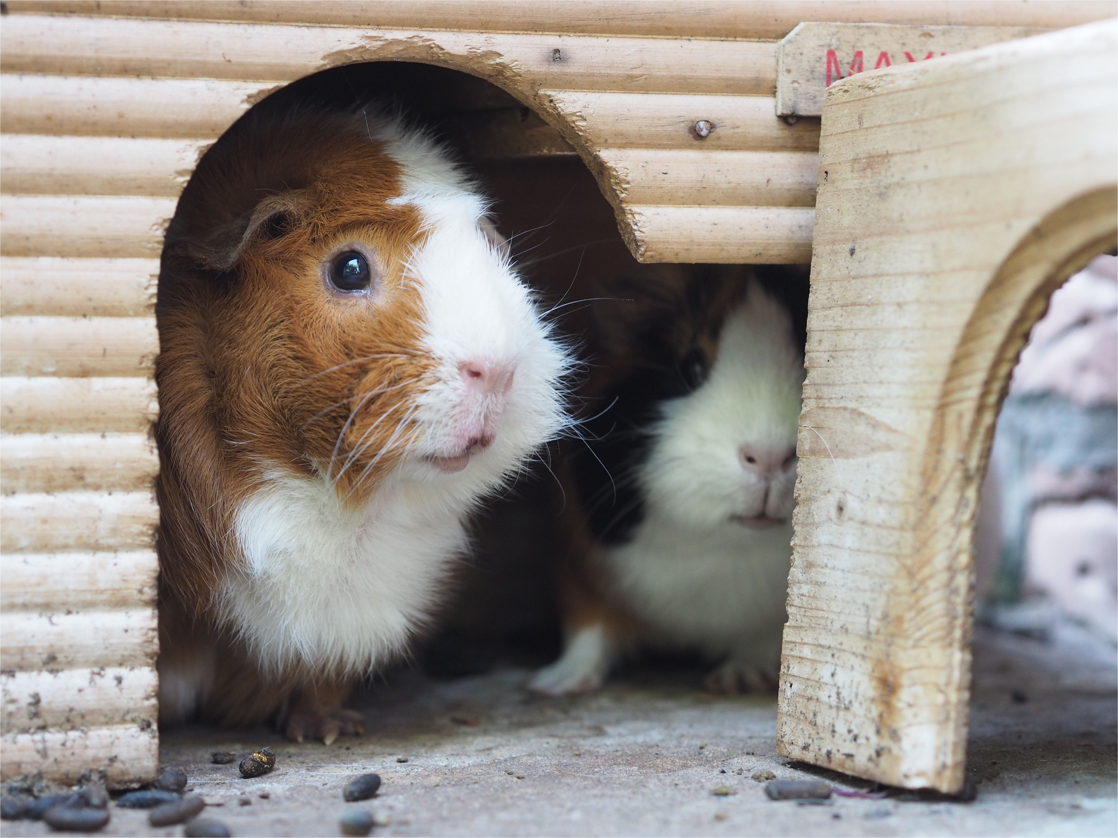 close up of guinea pigs in pet house 727137577 59fb6dcaec2f64003701d52f jpg