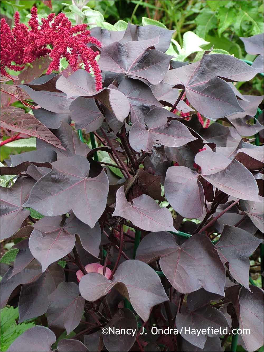 black leaved cotton gossypium herbaceum nigrum with hopi red dye amaranth amaranthus in early september nancy j ondra at hayefield