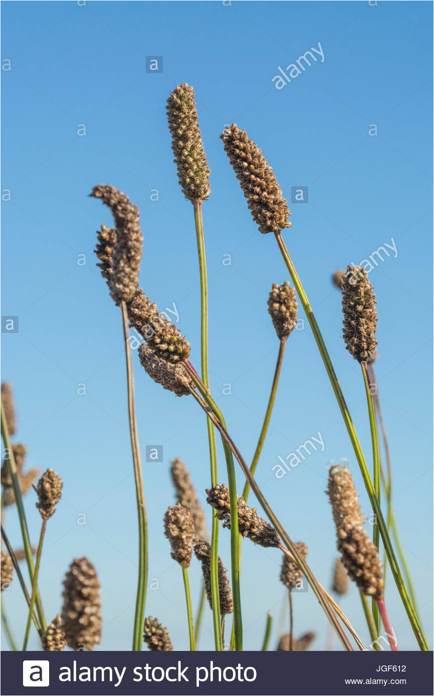 seeds heads od ribwort plantain platago lanceolata set against a summer blue sky