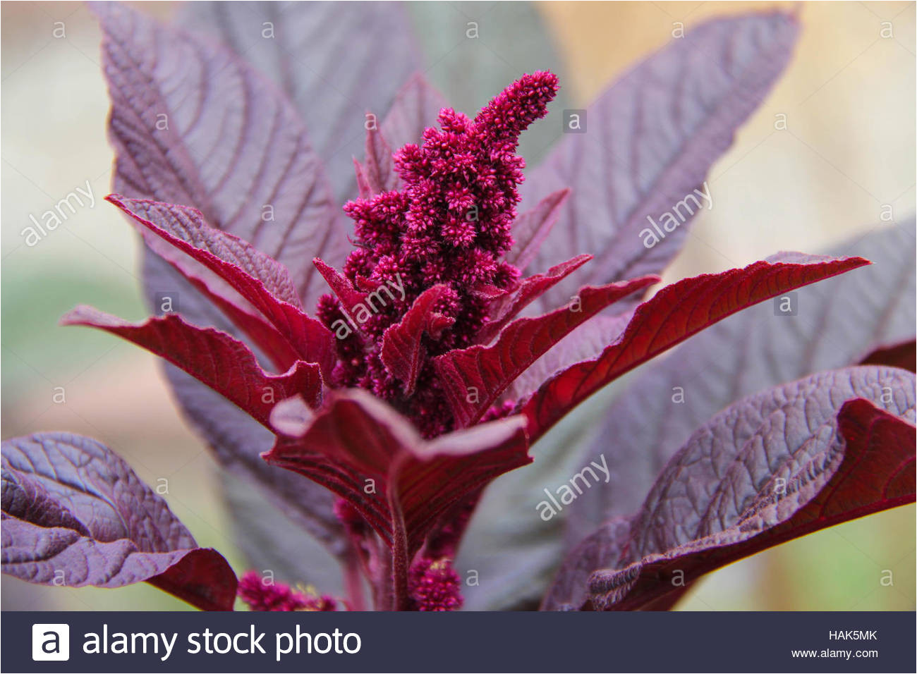 Hopi Red Dye Amaranth Red Food Dye Stock Photos Red Food Dye Stock Images Alamy