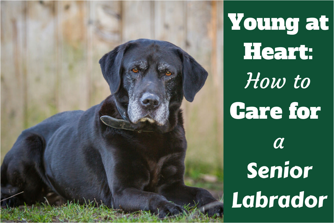 how to care for a senior lab written beside a black lab with grey muzzle laying