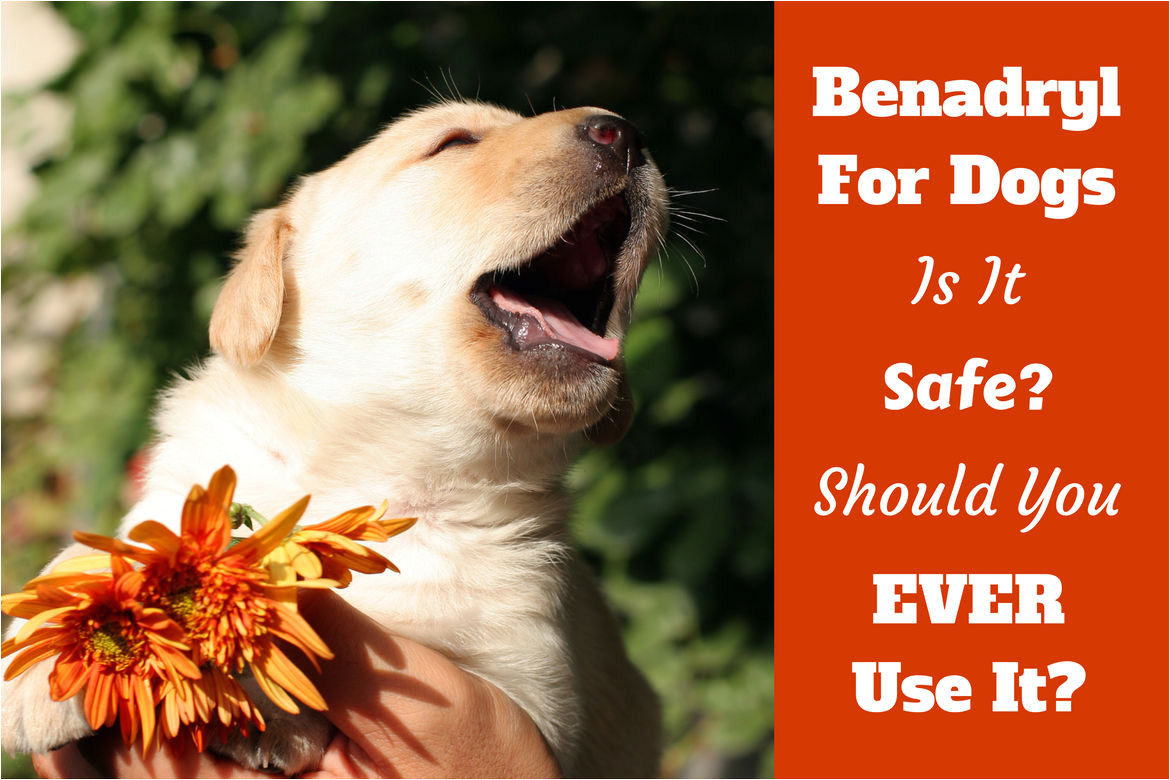 benadryl for dogs written beside a puppy sneezing over a flower