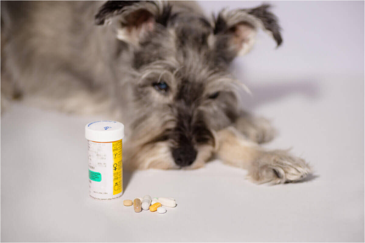 How to Euthanize A Dog with Sleeping Pills How to Euthanize A Dog with Sleeping Pills Mom Love Pets