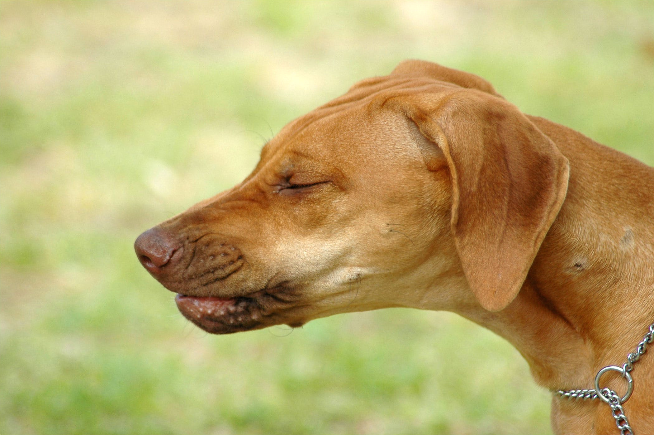 pimobendan poisoning in dogs