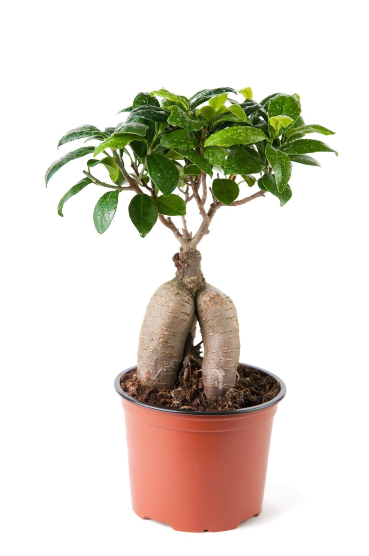 how to grow a ginseng ficus bonsai