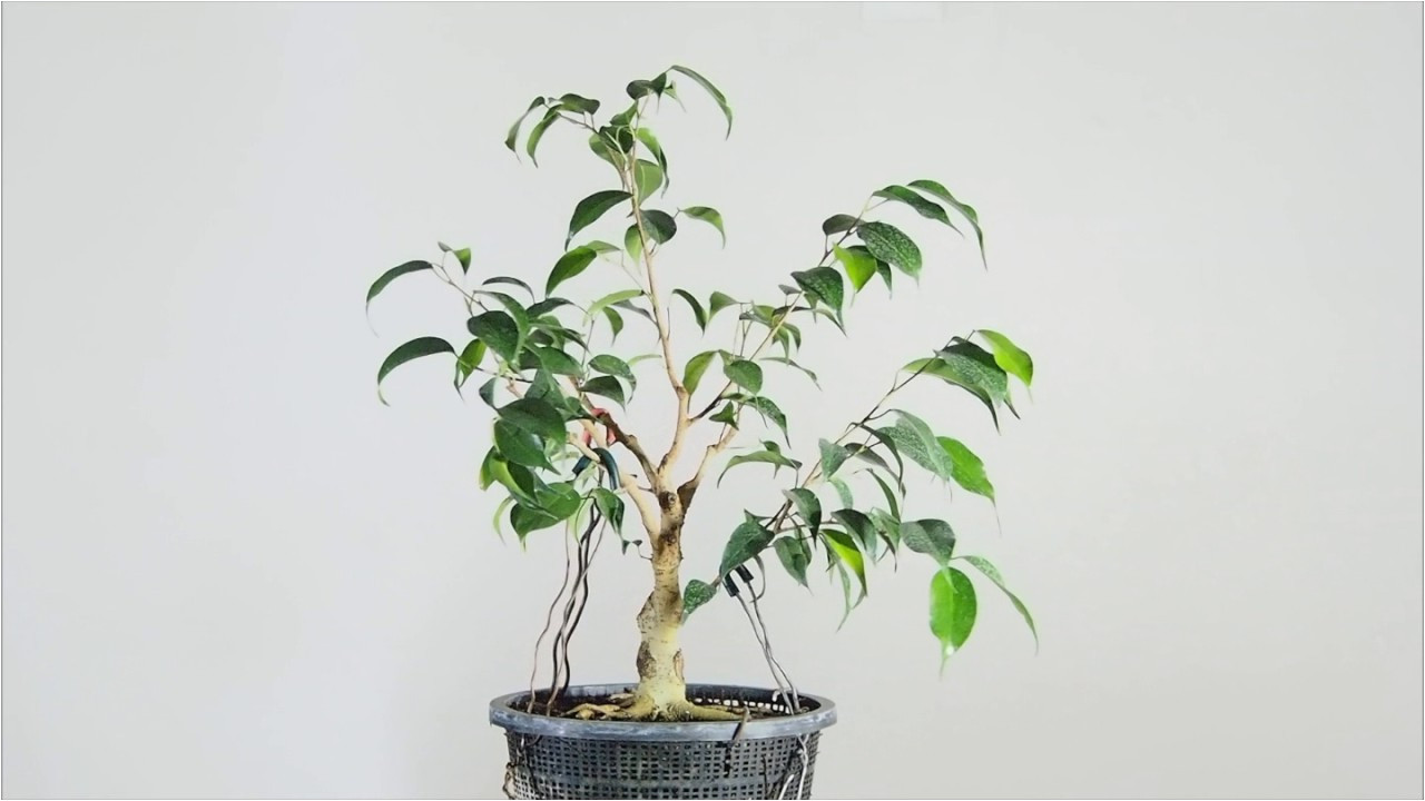 ficus benjamina bonsai in training