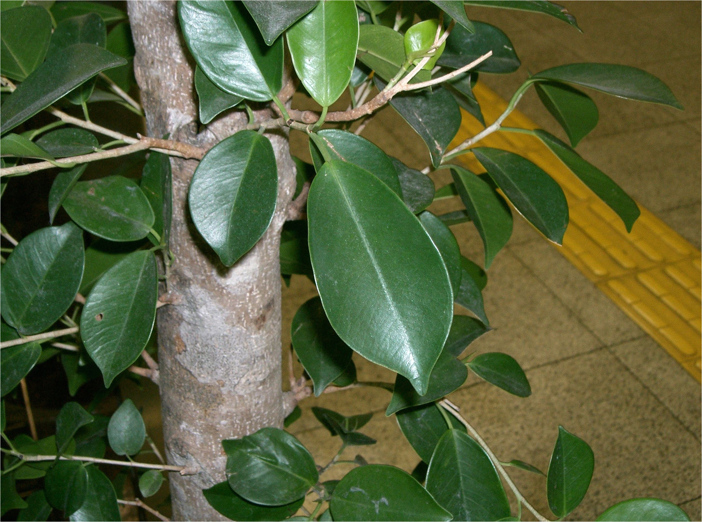ficus microcarpa leaves