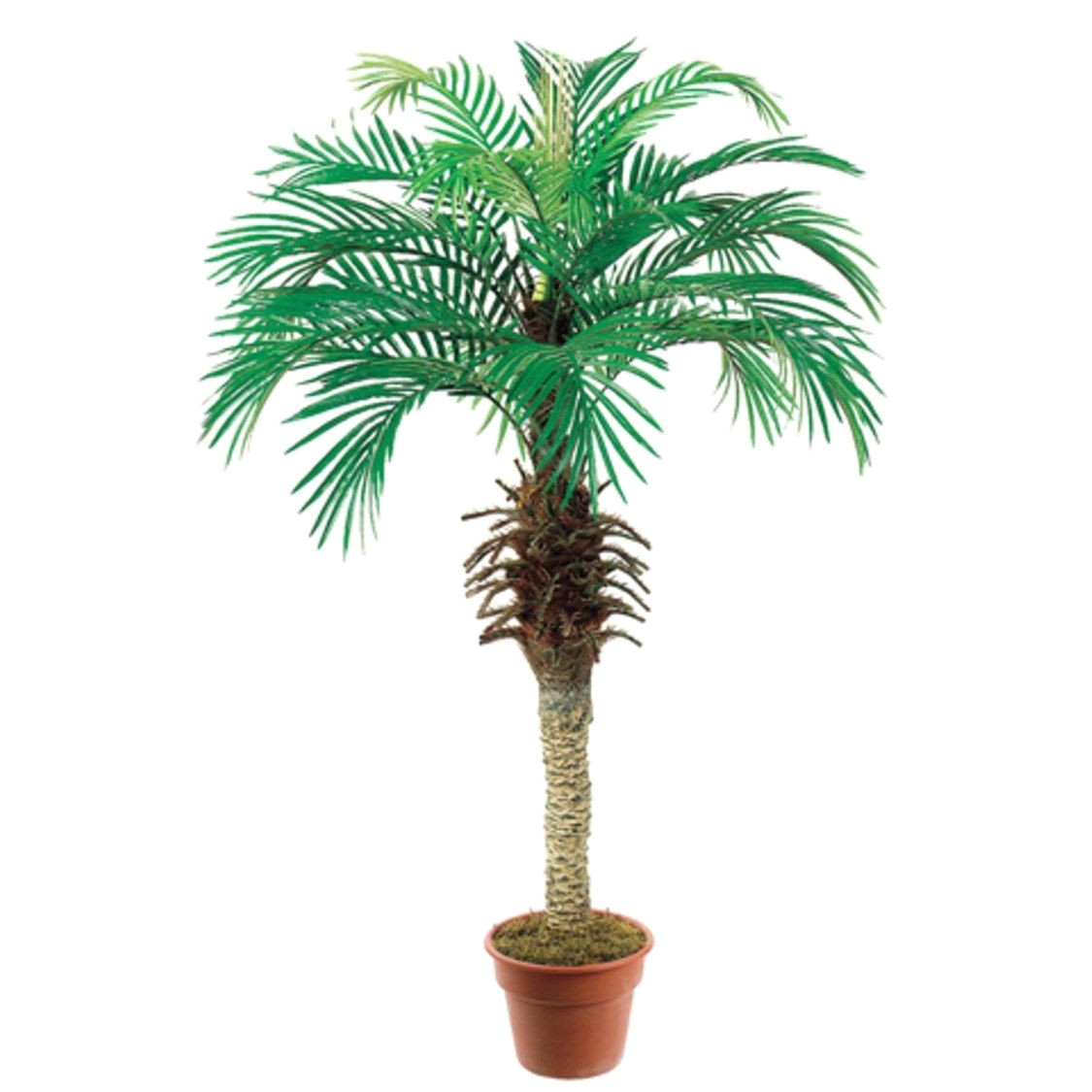 pack of 2 artificial decorative phoenix silk palm trees 4 green